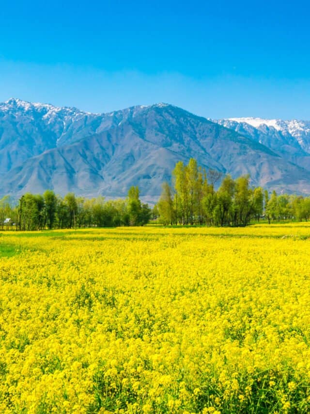 cropped-mustard-field-with-beautiful-snow-covered-mountains-landscape-kashmir-state-india-scaled-1.jpg