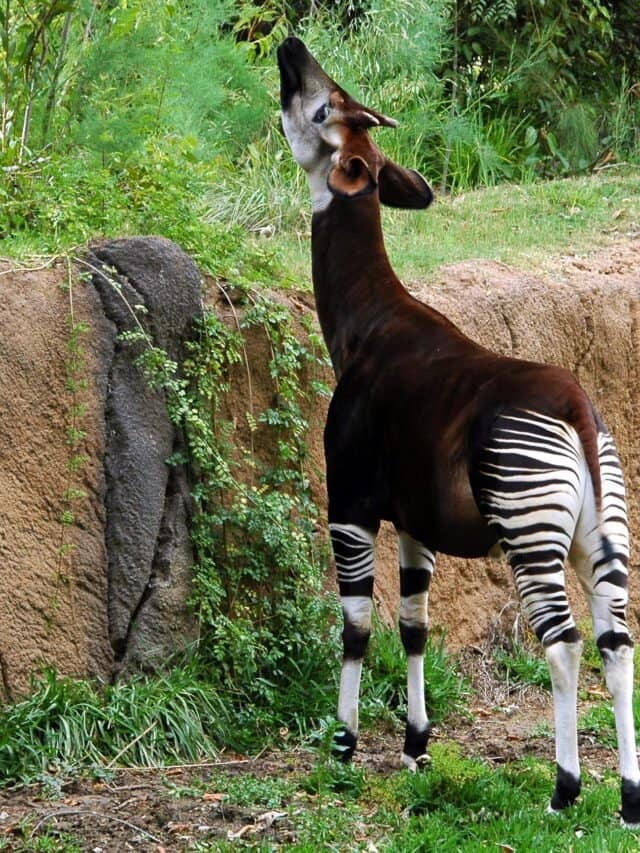 Okapi (3)