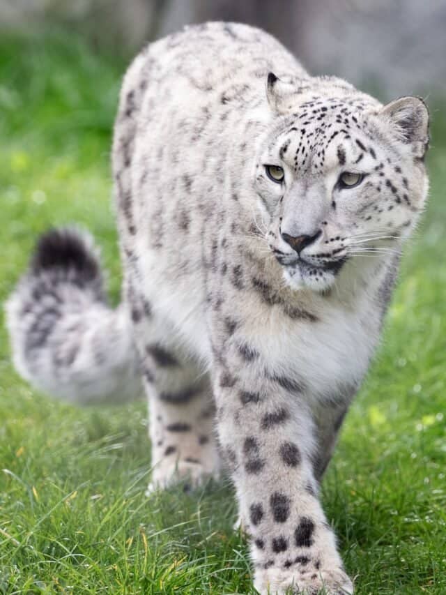 Snow Leopard (3)